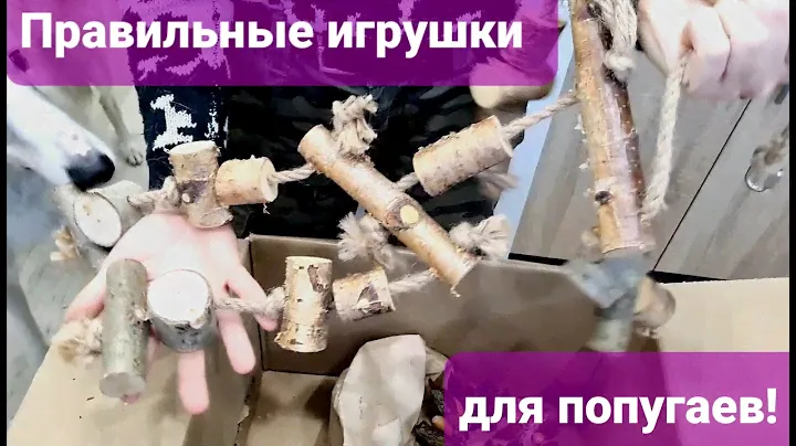 Чем занять попугая? Игрушки и копошилки для волнистых, корелл, жако, какаду, ар и других видов.