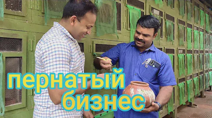 Индийская ферма. Выгодно ли Разводить Птиц для Продажи! #индия