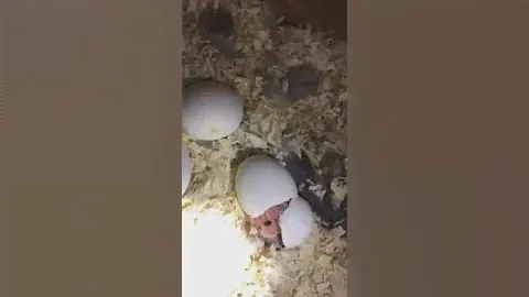 Вылупление жако