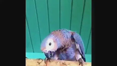 Выкормыши жако.