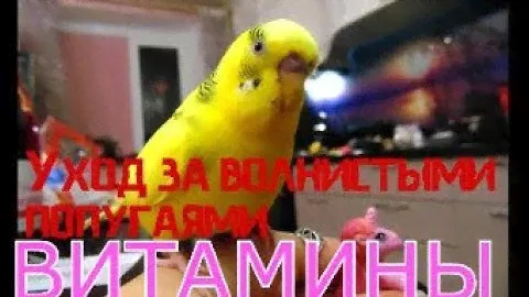 Витамины для попугая. Прием витаминов. Зачем попугаю витамины? УХОД ЗА ВОЛНИСТЫМИ ПОПУГАЯМИ! Часть 4