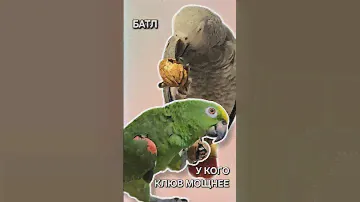 Кто лучше справится с орехом #parrot #попугай #амазон #жако #домашниеживотные #pets #birds #love