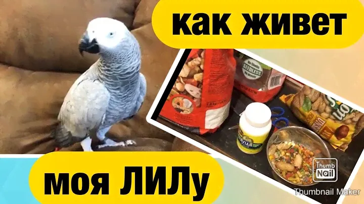 УХОД за ЖАКО🔺ЧЕМ КОРМЛЮ ПОПУГАЯ, ВИТАМИНЫ, РОМАШКА ,КАЛЬЦИЙ