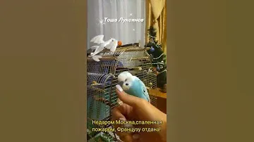 Попугай разговаривает. Говорящий волнистый попугай