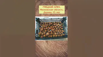 Проращиваем грецкие орехи