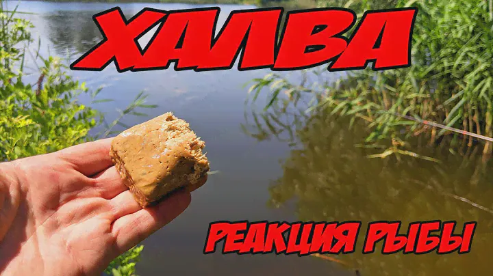 ХАЛВА реакция рыбы подводная съемка