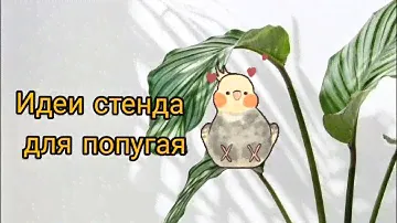 Идеи стенда для попугаев