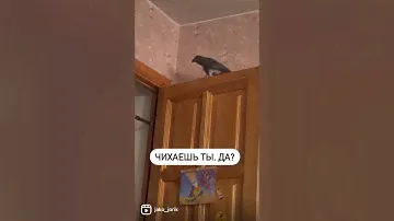 Жако Жорик заботливый попугай @jako_jorik