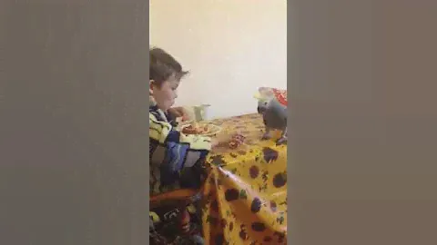 Жако из питомника королевский попугай