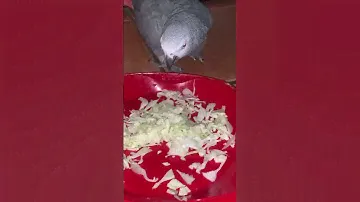 Попугай Жако Полина Ивановна прогоняет 3 собачек от тарелки с капустой😂😂Витамины для Полины