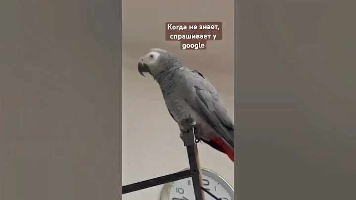 Жизненные подсказки от птички  #умныеживотные #попугай #жако