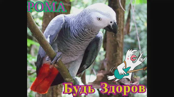 ЖАКО РОМА  Будь Здоров!  🐦 - 1 сезон, 20 серия