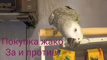 Краснохвостый жако. Стоит ли покупать?