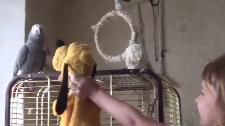 ЖАКО РОМА  Играет с НАСТЕЙ и ПЛУТО JACOT ROMA Plays With NASTYA and PLUTO