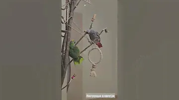 Будут ли у них птенцы, часто спрашивают мень. Вы как думаете? #parrot #попугай #амазон #жако #драка