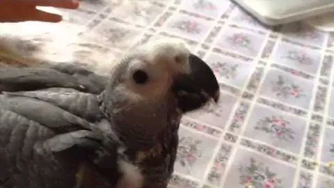 Птенец выкормыш Жако из питомника king-parrot.ru