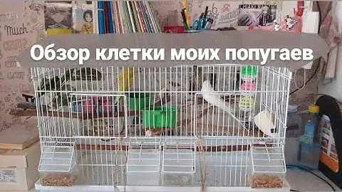 Обзор клетки моих попугаев