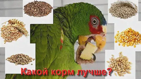 Корм для попугаев: какую зерносмесь выбрать? Пророщенное зерно ("пророщка") - как и зачем?