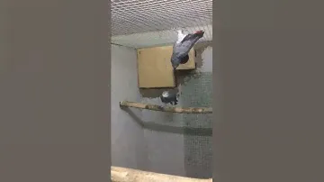 Дикий Жако пара