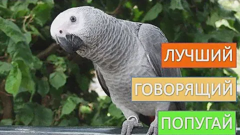 Попугай  жако. Покупайте  лучшего  говорящего  попугая  жако.